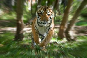tiger, Nature Reserve, Canada x